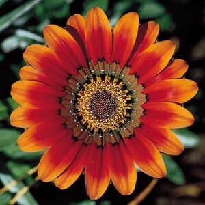 Meet your Posher, Jen